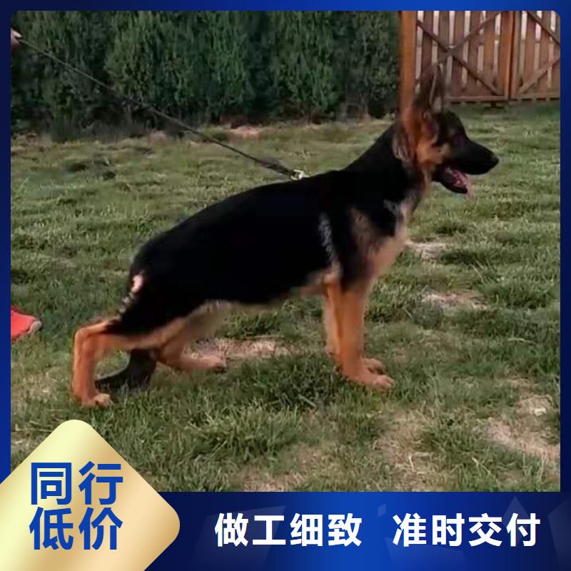 德国牧羊犬比特犬当地厂家值得信赖