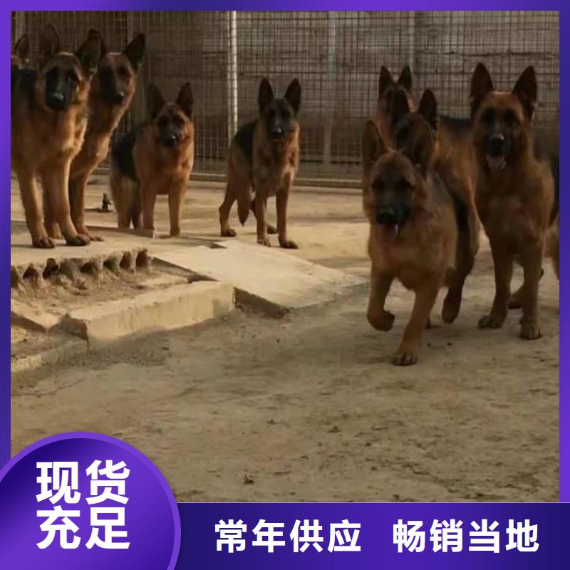 德国牧羊犬杜宾犬低价货源