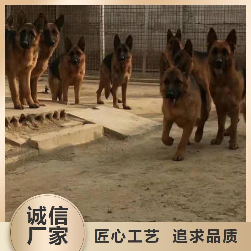 德国牧羊犬卡斯罗犬可零售可批发