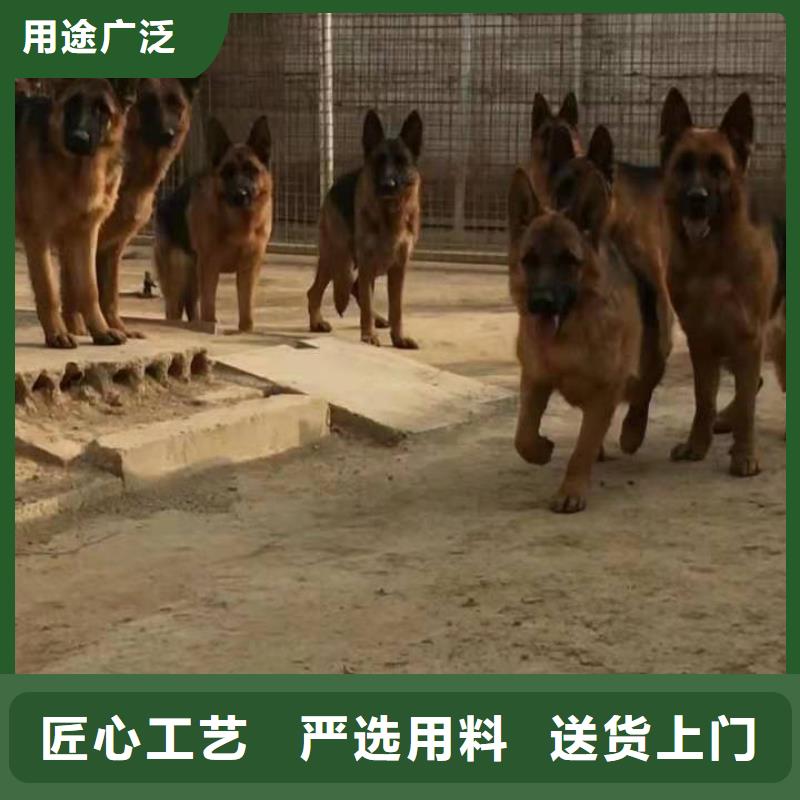 德国牧羊犬,【马犬】好品质用的放心