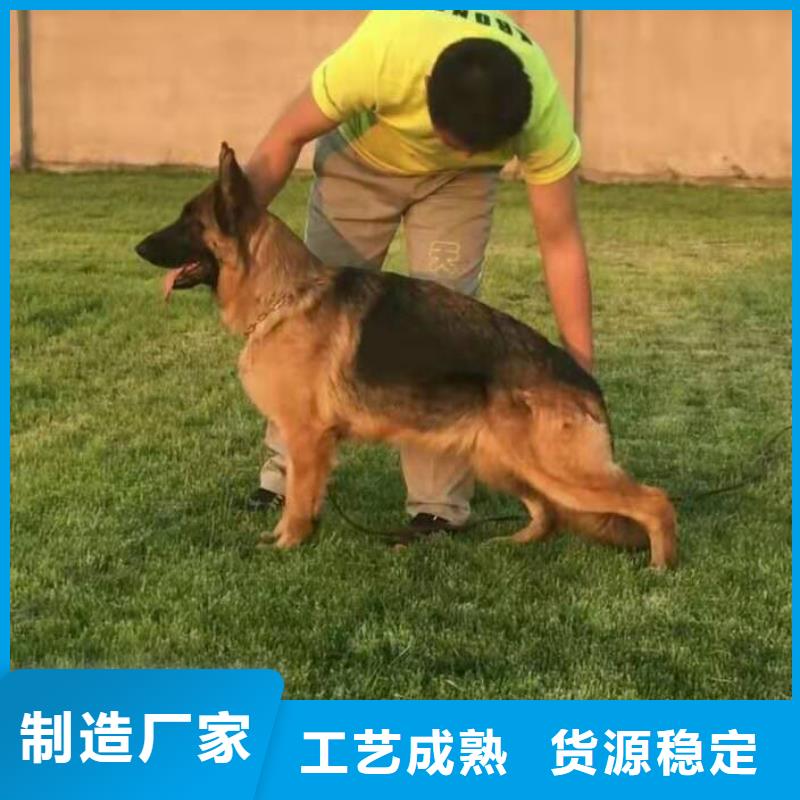 德国牧羊犬罗威纳犬厂家技术完善