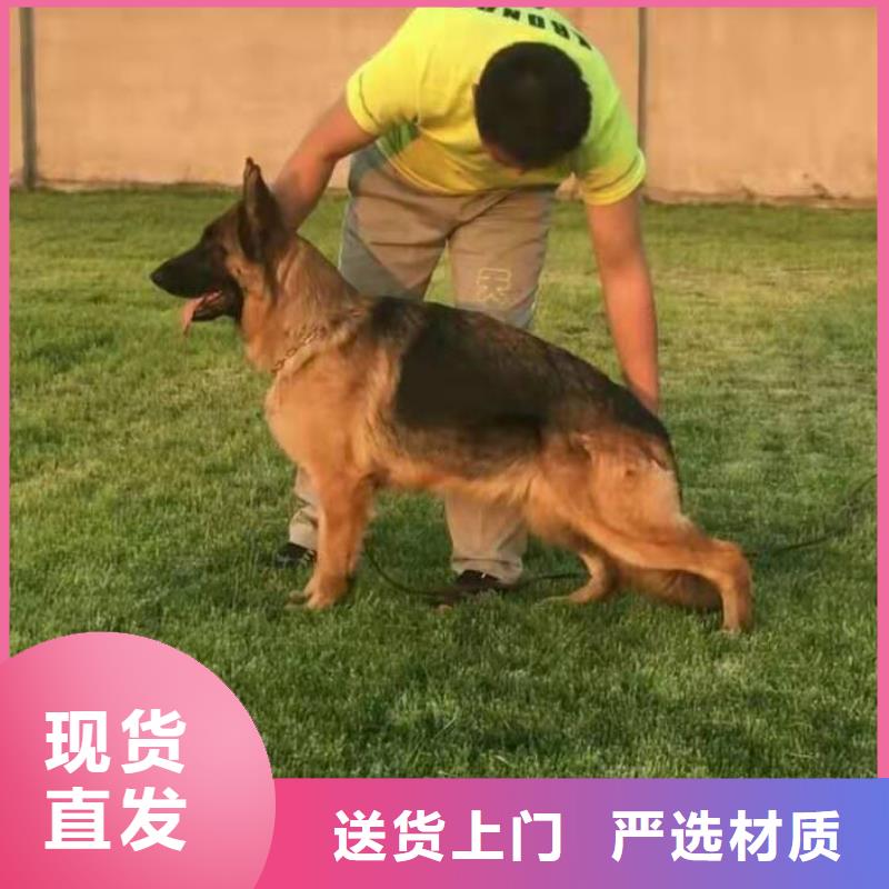 德国牧羊犬杜高犬专业生产设备