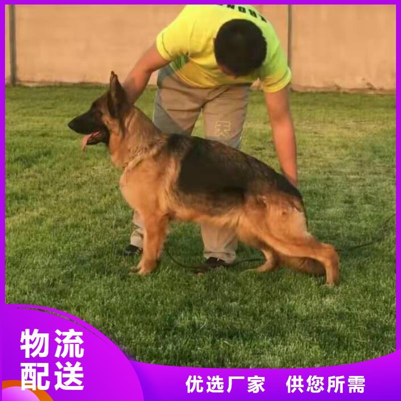 德国牧羊犬黑狼满足您多种采购需求