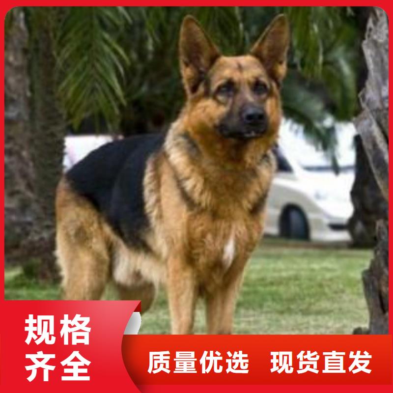 德国牧羊犬德牧犬高品质现货销售