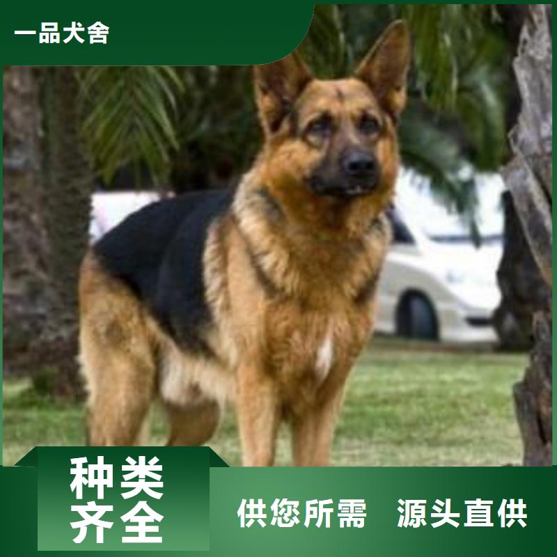 德国牧羊犬马犬生产厂家