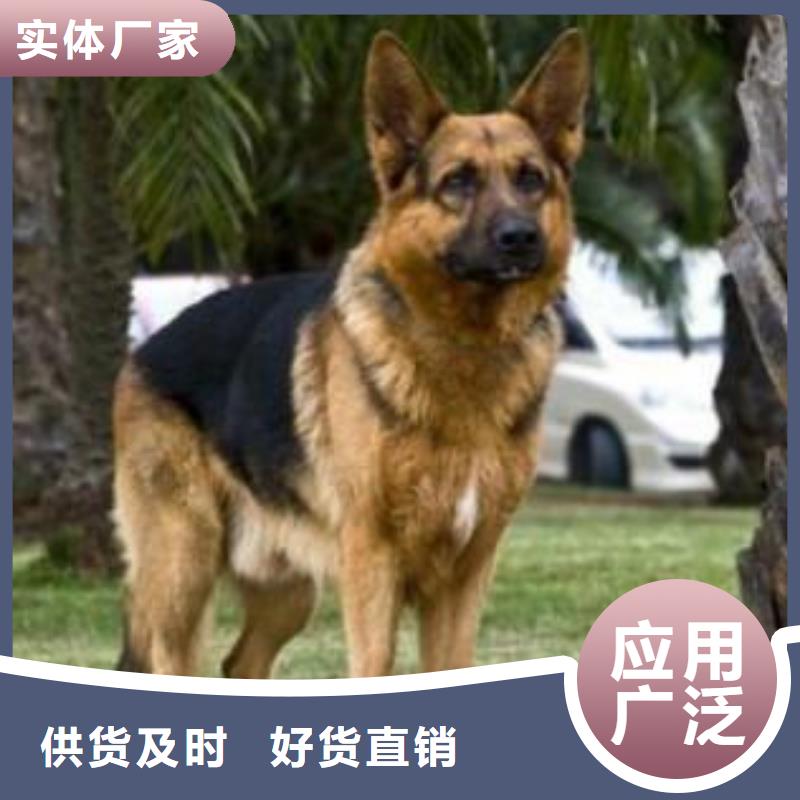 德国牧羊犬德牧犬来图定制量大从优