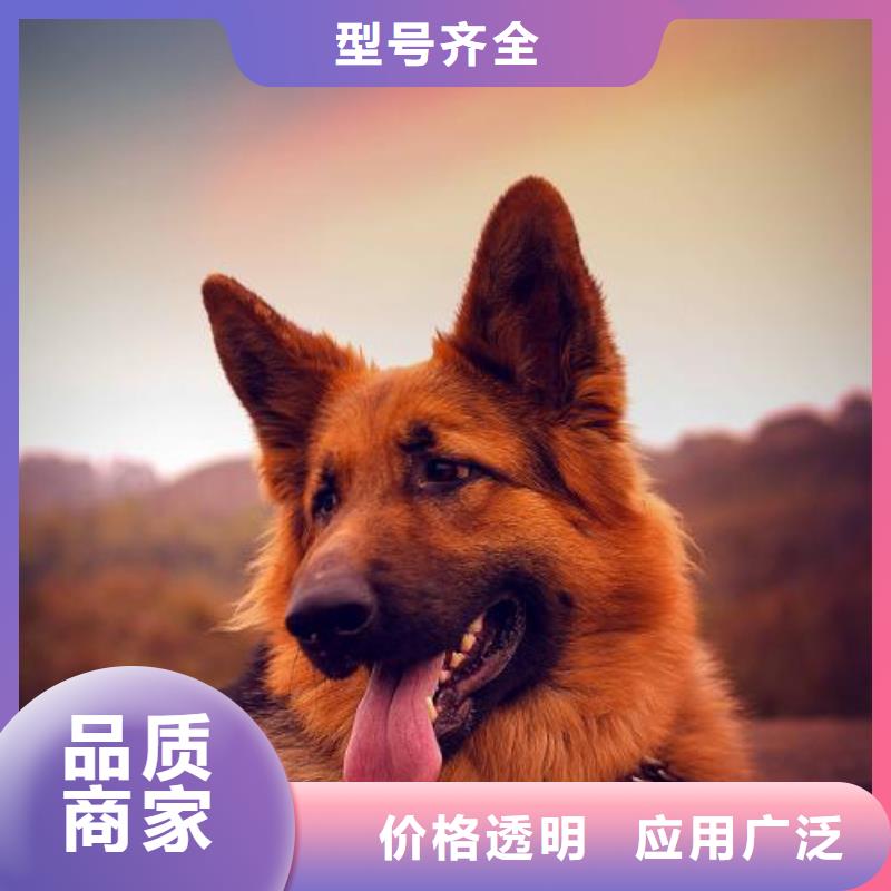 德国牧羊犬德牧犬匠心工艺