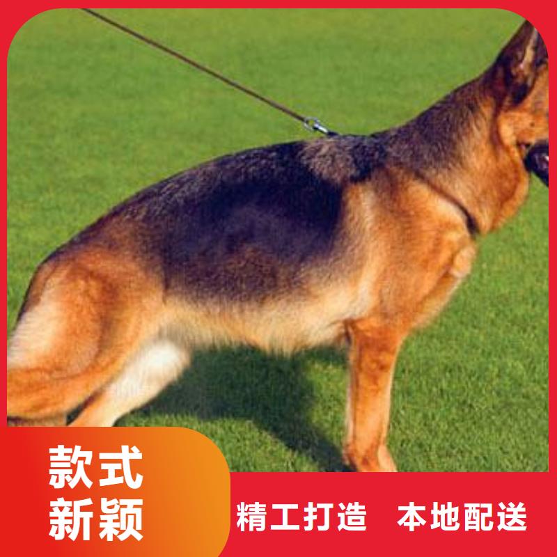 德国牧羊犬【罗威纳犬】实拍展现