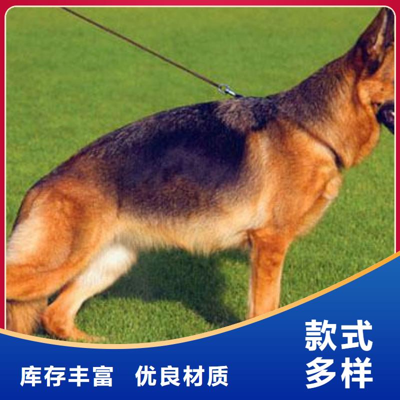 德国牧羊犬德牧犬匠心工艺