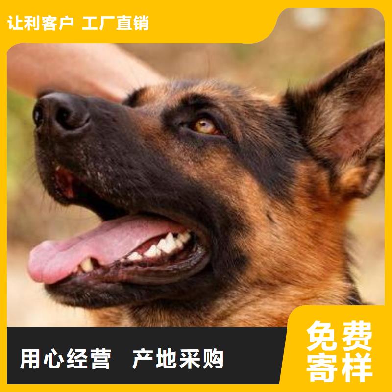 【德国牧羊犬_德牧犬工艺层层把关】