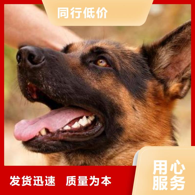 德国牧羊犬【杜高犬】品质之选