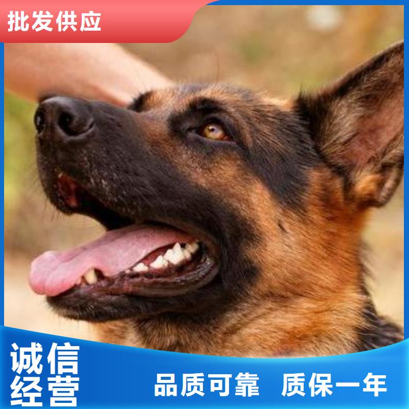 德国牧羊犬,杜高犬实力见证