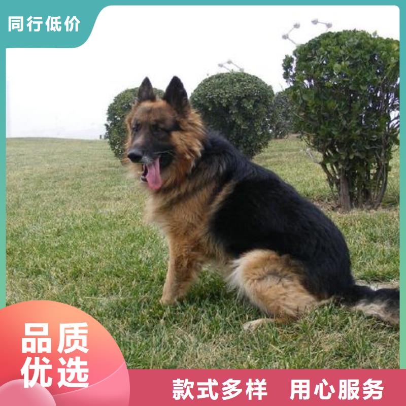 【德国牧羊犬比特犬大品牌值得信赖】