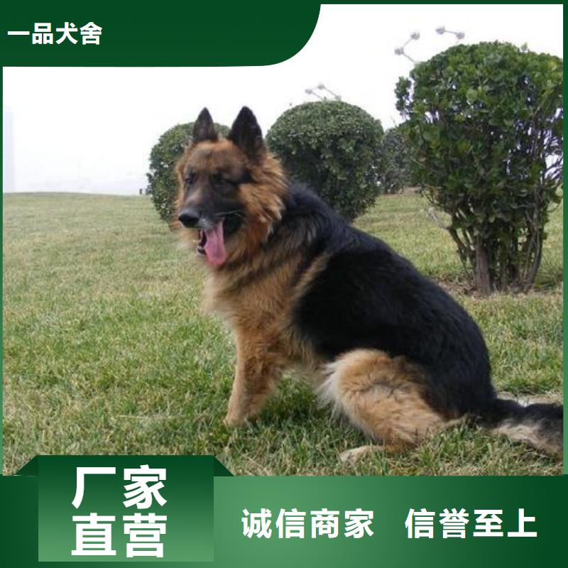 德国牧羊犬,【马犬】好品质用的放心