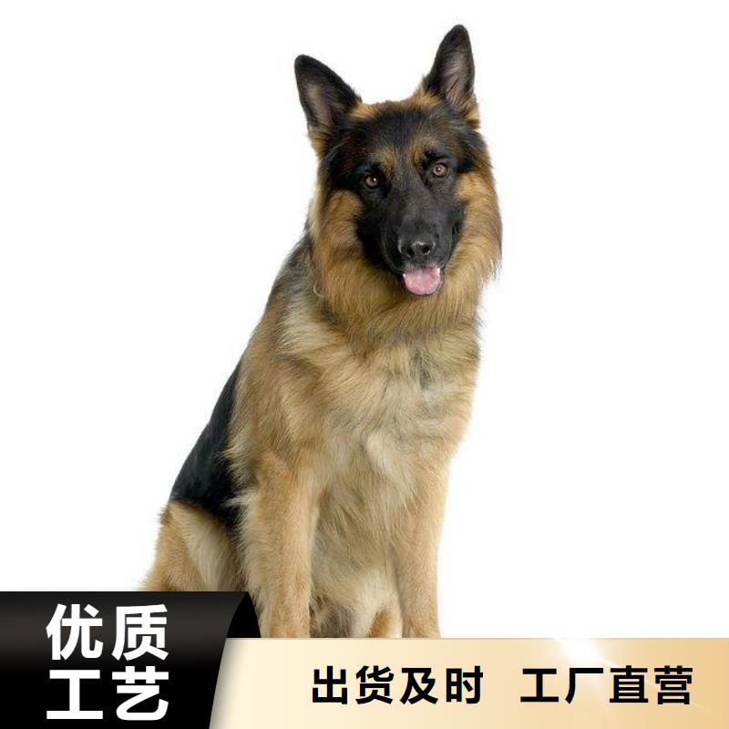 德国牧羊犬杜宾犬低价货源