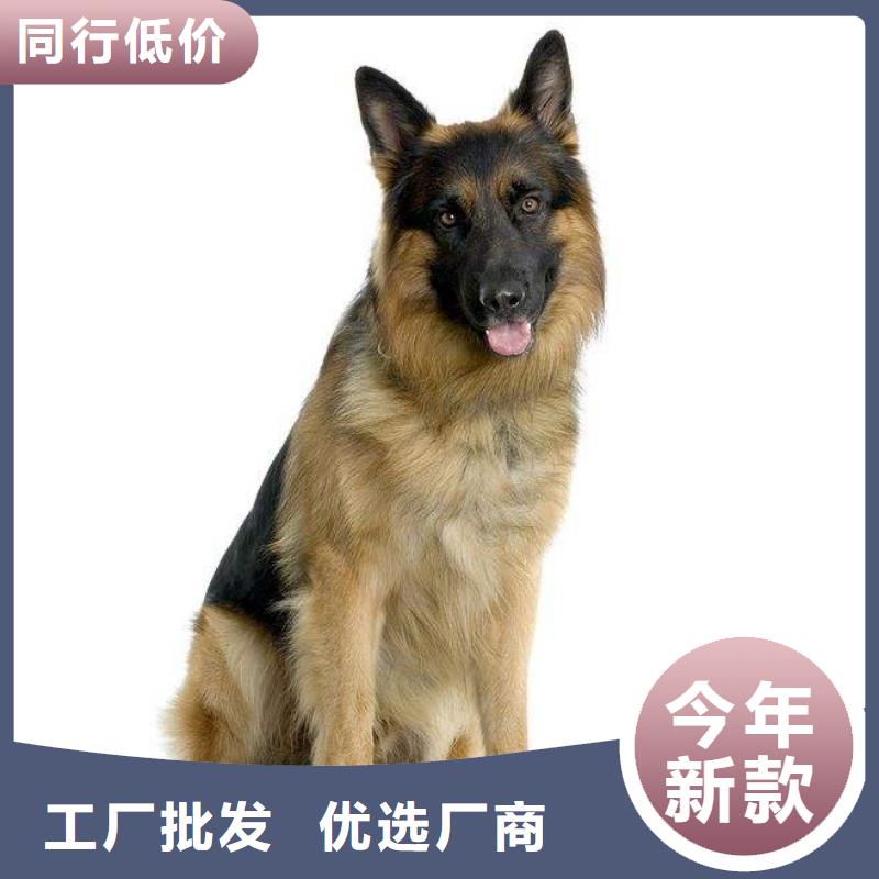 德国牧羊犬卡斯罗犬有实力有经验