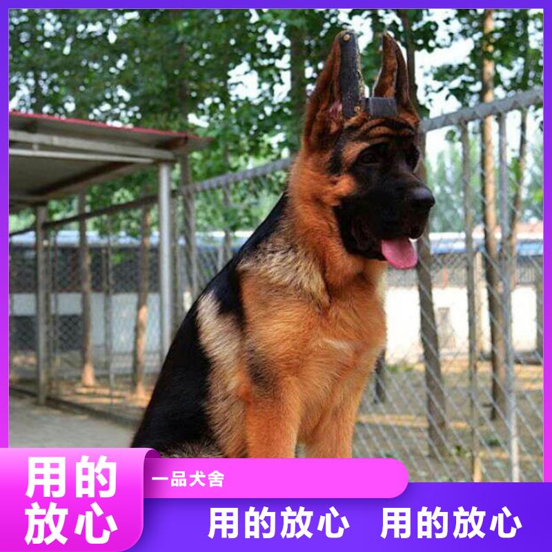 德国牧羊犬马犬层层质检