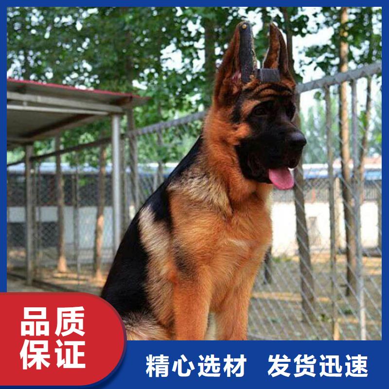 德国牧羊犬马犬选择我们没错