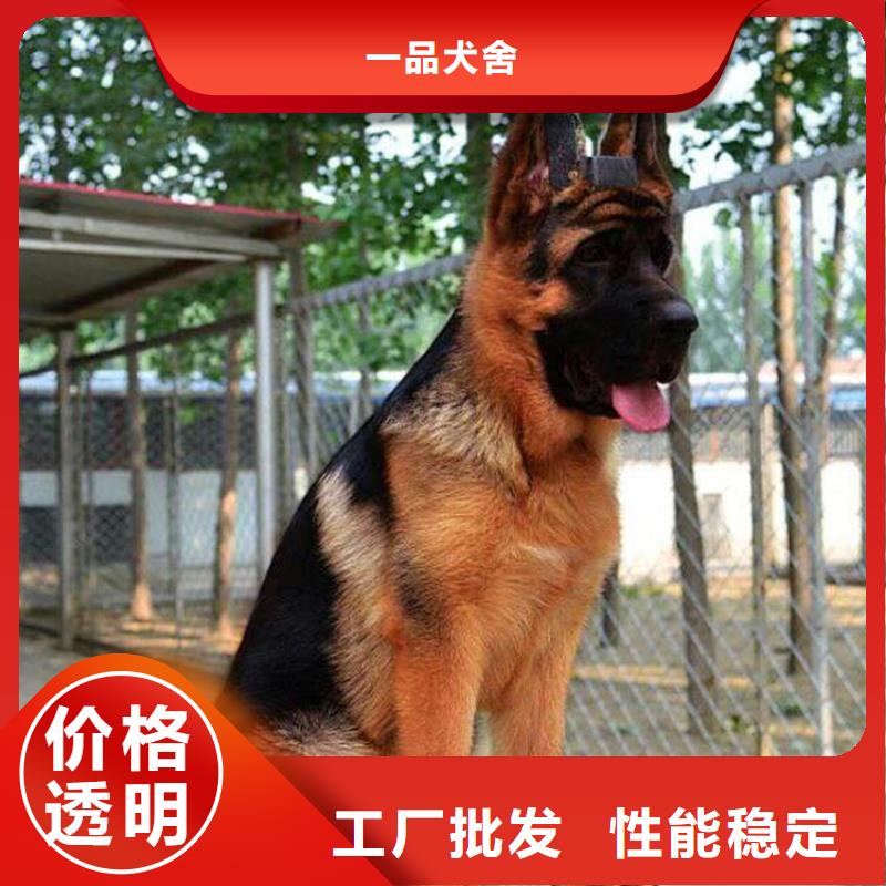 德国牧羊犬马犬层层质检