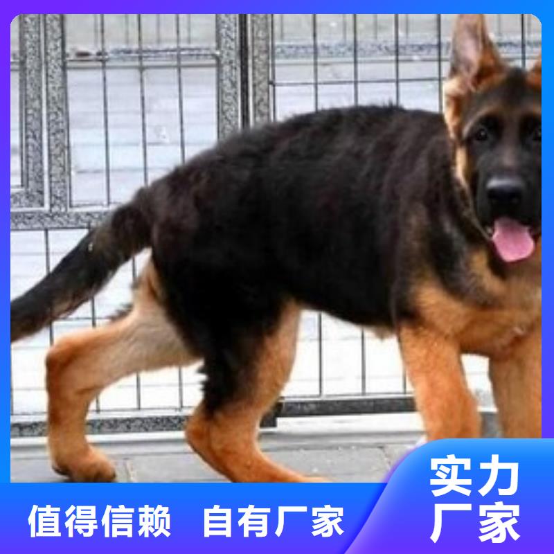 德国牧羊犬罗威纳犬厂家技术完善