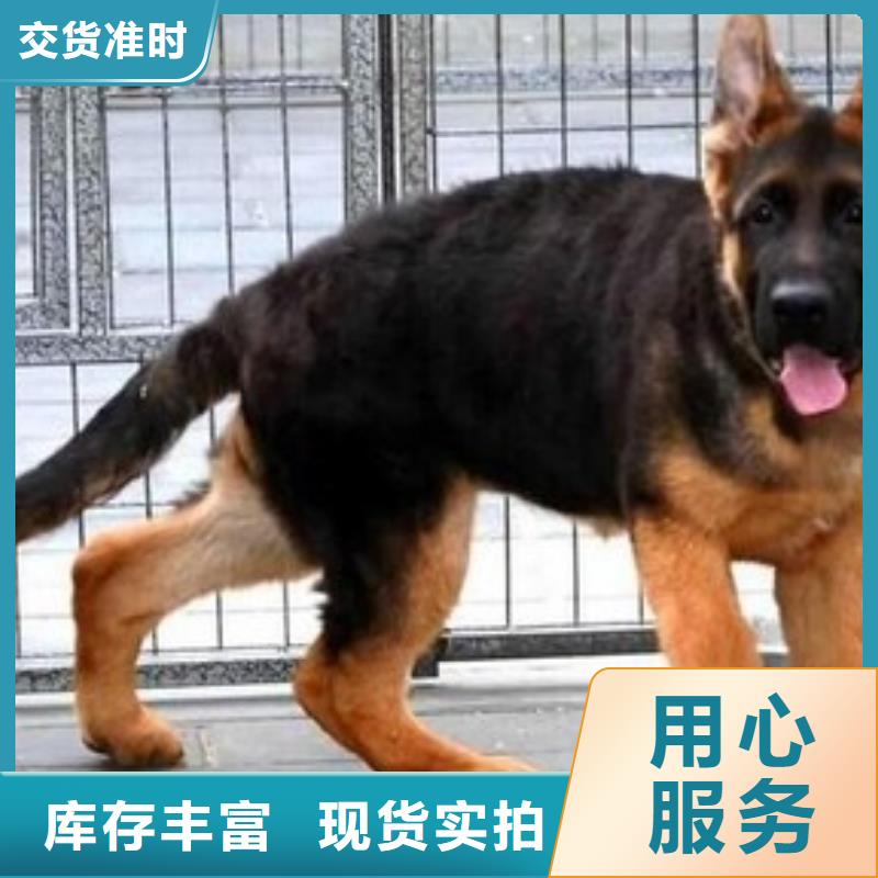 德国牧羊犬马犬层层质检