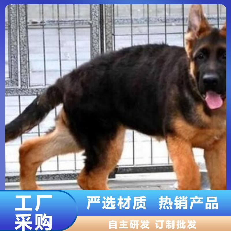 德国牧羊犬卡斯罗犬有实力有经验