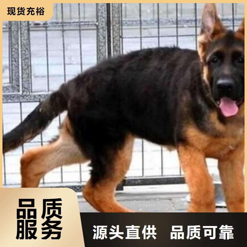 德国牧羊犬【黑狼】精心打造