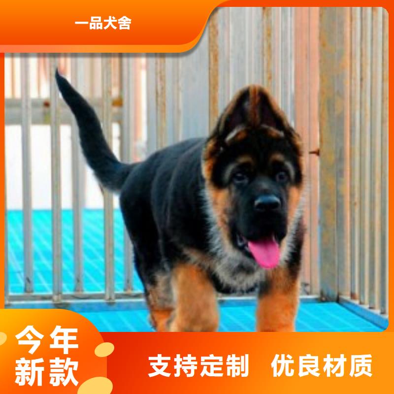 德国牧羊犬【杜高犬】品质之选