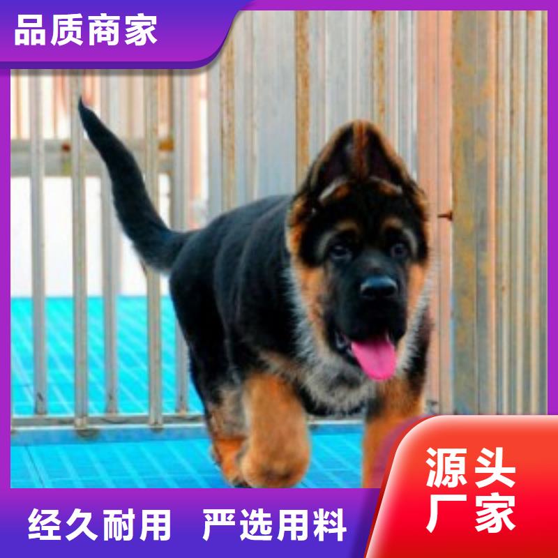 德国牧羊犬德牧犬高品质现货销售