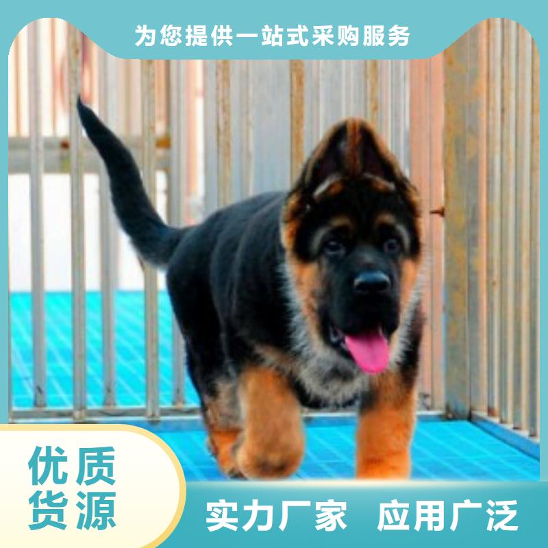 德国牧羊犬黑狼满足您多种采购需求