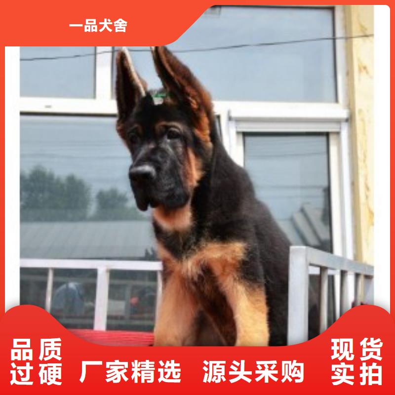 【德国牧羊犬】杜宾犬货到付款