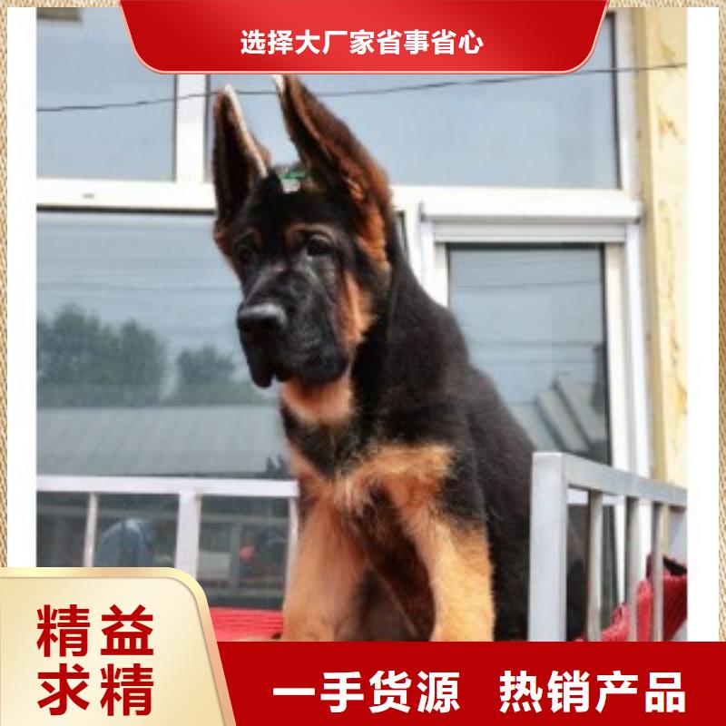 德国牧羊犬德牧犬匠心工艺