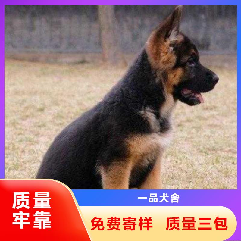 德国牧羊犬德牧犬厂家型号齐全