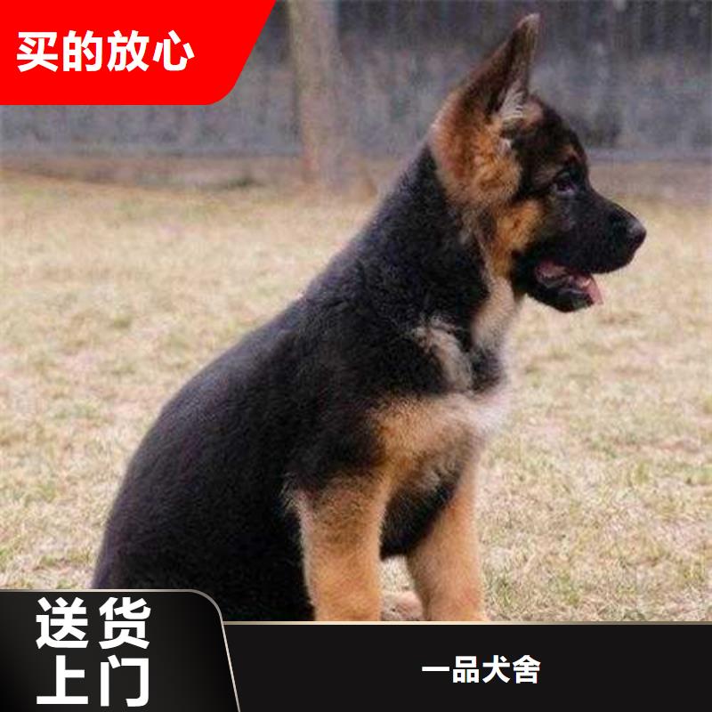 【德国牧羊犬】德牧犬一站式采购商