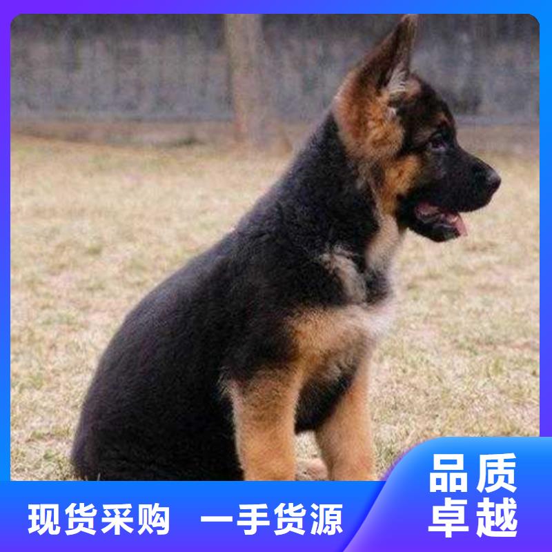 德国牧羊犬德牧犬0中间商差价