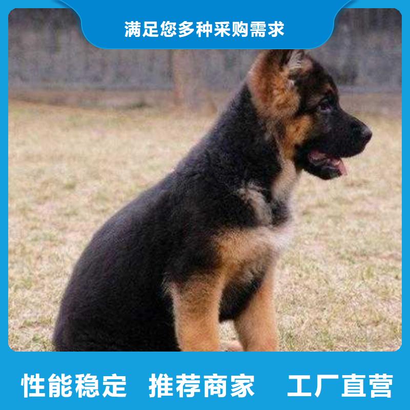 德国牧羊犬比特犬质量看得见