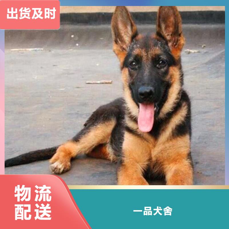 德国牧羊犬【杜高犬】欢迎来电咨询