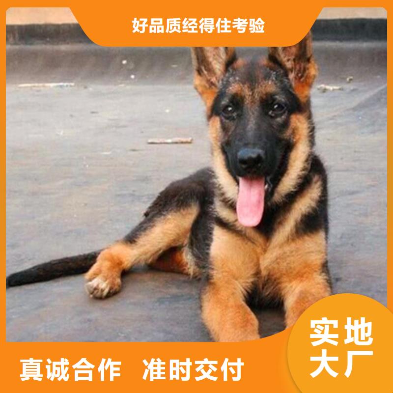 德国牧羊犬-比特犬经销商