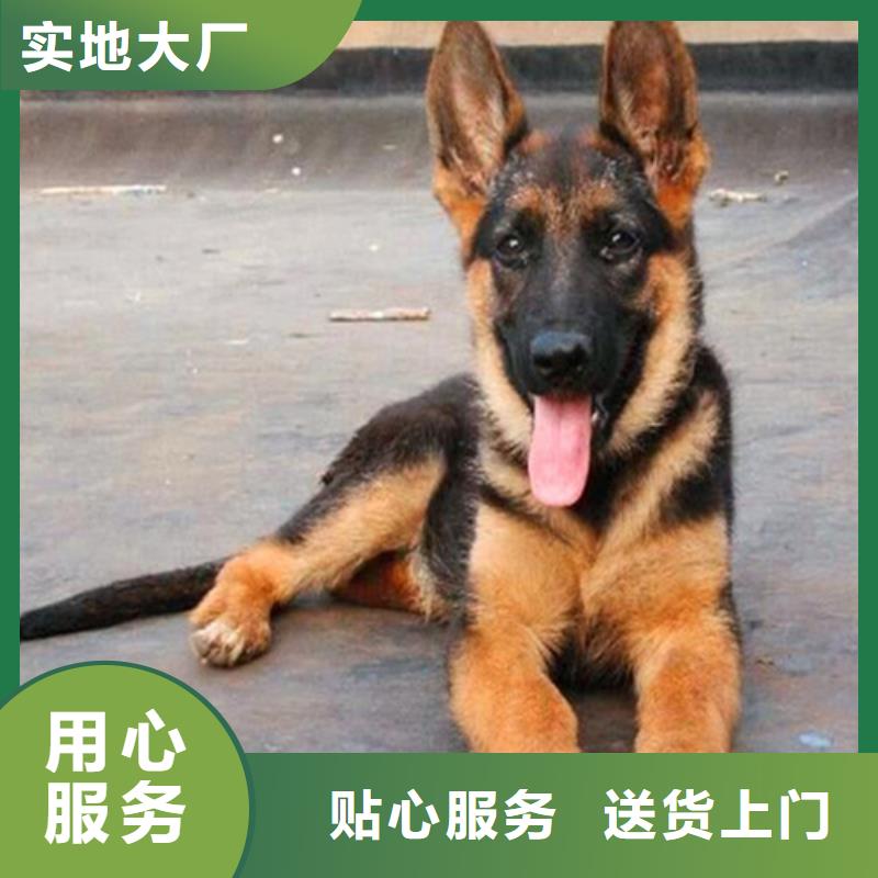 德国牧羊犬,马犬细节之处更加用心
