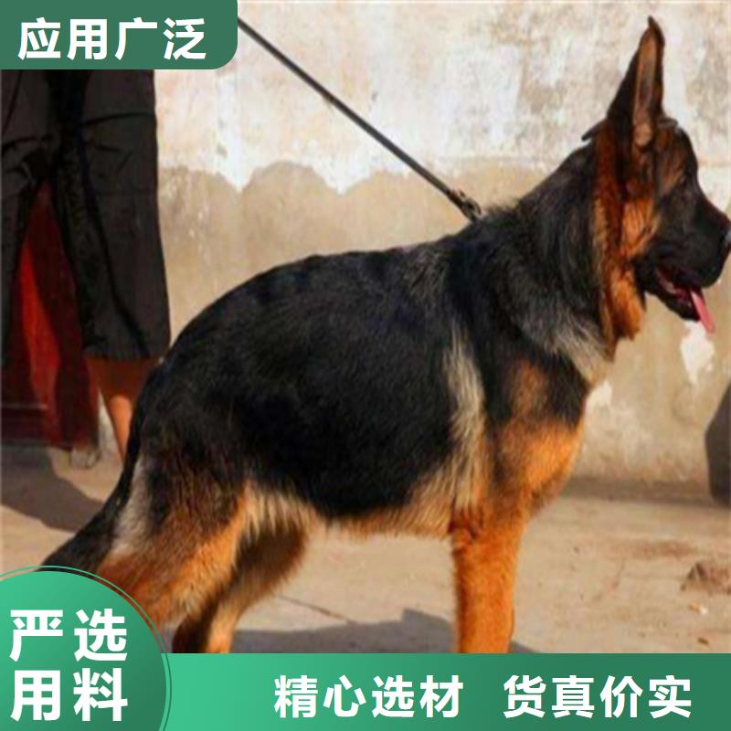 德国牧羊犬,杜高犬实力见证