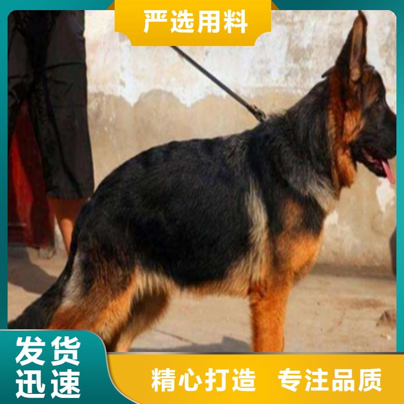 【德国牧羊犬_德牧犬工艺层层把关】