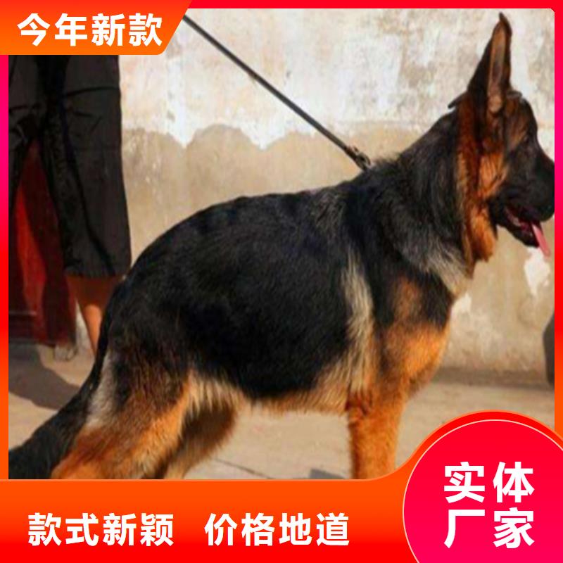 德国牧羊犬,【马犬】好品质用的放心