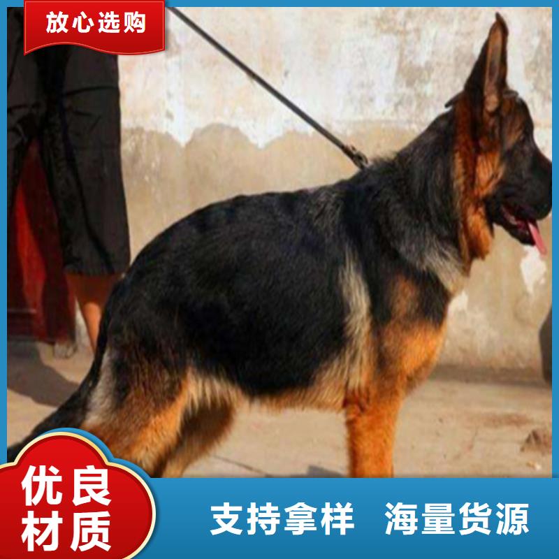 【德国牧羊犬】,卡斯罗犬畅销本地