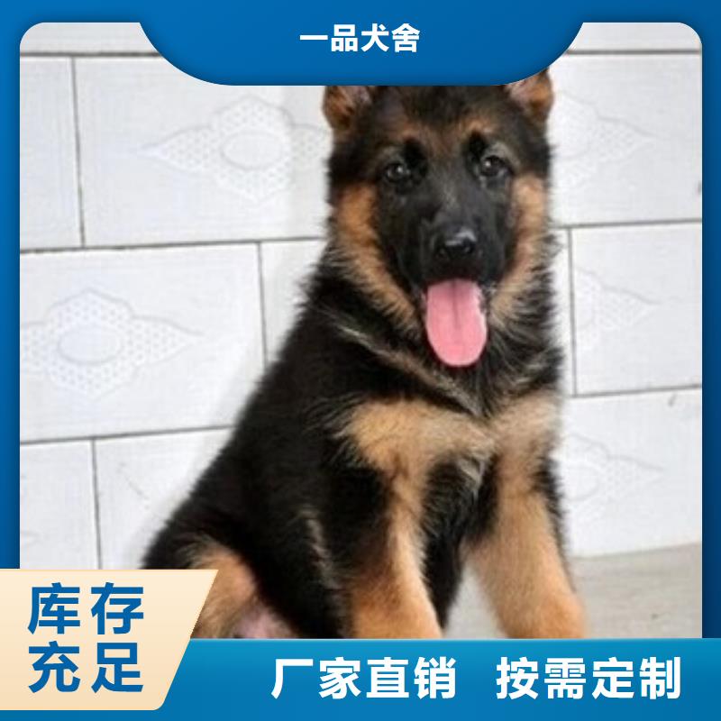 【德国牧羊犬】,黑狼符合行业标准