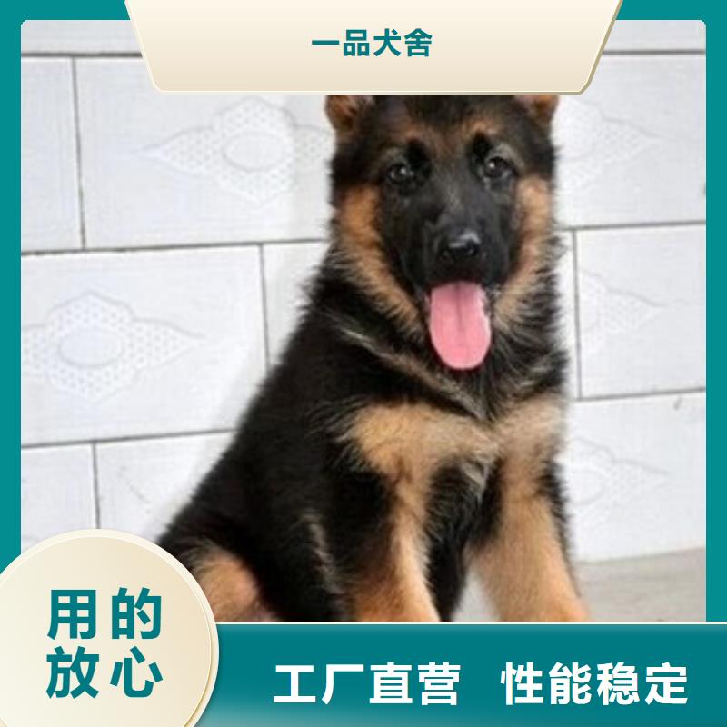 德国牧羊犬马犬源头把关放心选购