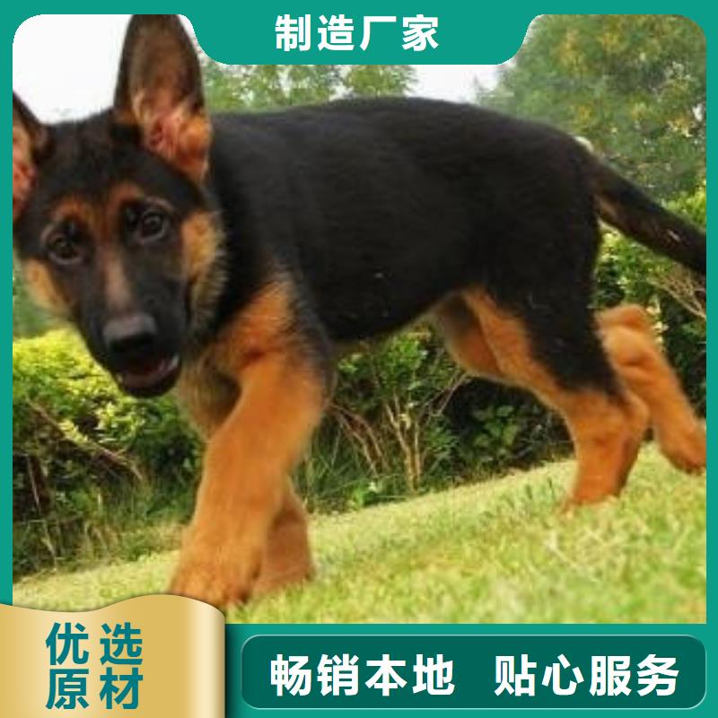 德国牧羊犬,拉布拉多犬专业生产品质保证