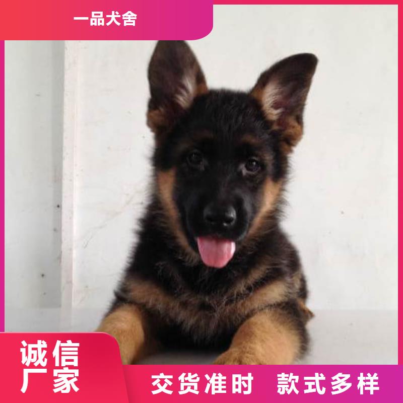 德国牧羊犬黑狼厂家自营