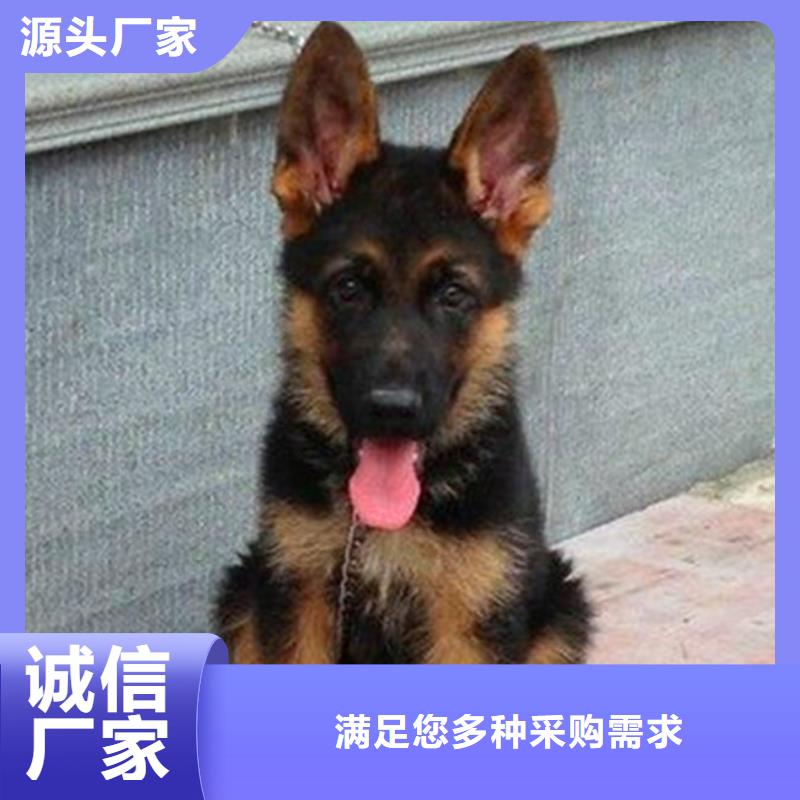 德国牧羊犬黑狼厂家自营