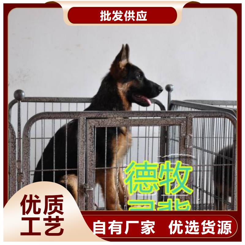 德国牧羊犬马犬层层质检