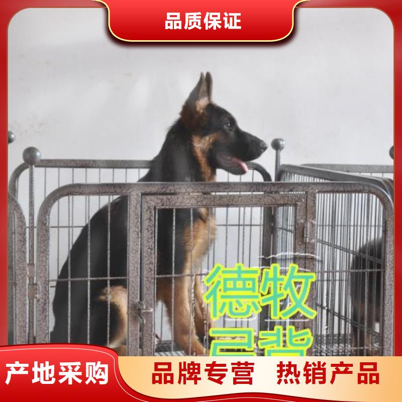 德国牧羊犬德牧犬匠心工艺